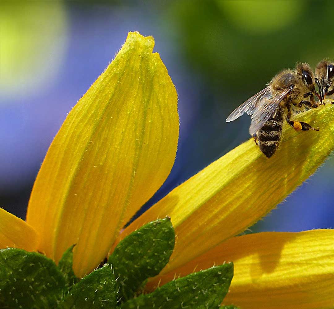 bee-1575236_1280